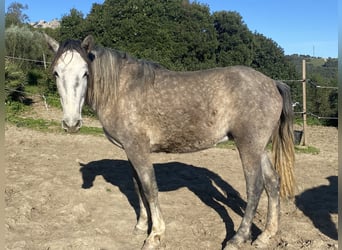 PRE Mix, Klacz, 3 lat, 150 cm, Siwa