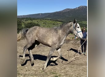 PRE Mix, Klacz, 3 lat, 150 cm, Siwa