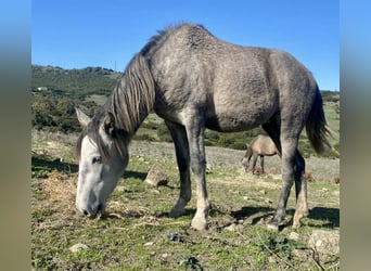 PRE Mix, Klacz, 3 lat, 150 cm, Siwa