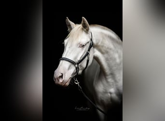 PRE, Klacz, 3 lat, 152 cm, Cremello