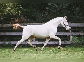 PRE, Klacz, 3 lat, 152 cm, Cremello