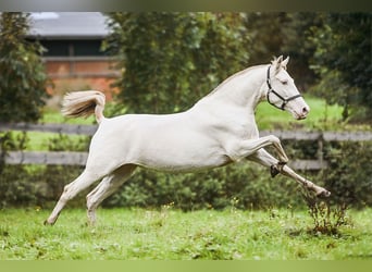 PRE, Klacz, 3 lat, 152 cm, Cremello