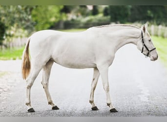 PRE, Klacz, 3 lat, 152 cm, Cremello