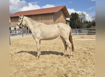 PRE Mix, Klacz, 3 lat, 152 cm