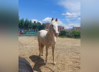 PRE Mix, Klacz, 3 lat, 155 cm, Perlino