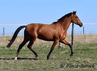 PRE Mix, Klacz, 3 lat, 156 cm, Gniada