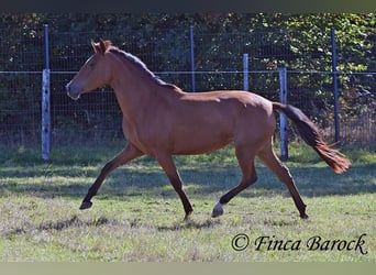 PRE Mix, Klacz, 3 lat, 156 cm, Gniada