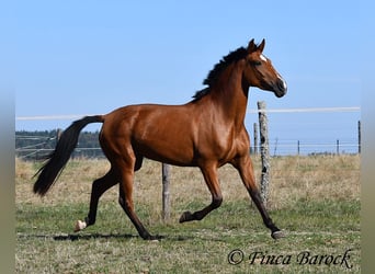 PRE Mix, Klacz, 3 lat, 156 cm, Gniada