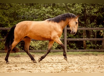 PRE Mix, Klacz, 3 lat, 157 cm, Jelenia