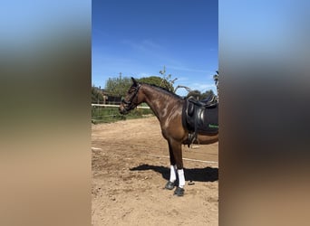 PRE Mix, Klacz, 3 lat, 158 cm, Ciemnogniada