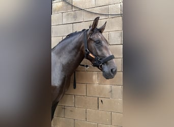 PRE Mix, Klacz, 3 lat, 158 cm, Ciemnogniada
