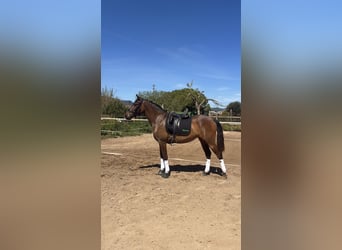 PRE Mix, Klacz, 3 lat, 158 cm, Ciemnogniada