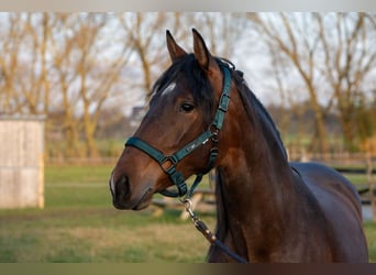 PRE Mix, Klacz, 3 lat, 158 cm, Gniada