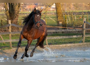 PRE Mix, Klacz, 3 lat, 158 cm, Gniada