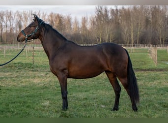 PRE Mix, Klacz, 3 lat, 158 cm, Gniada