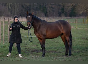 PRE Mix, Klacz, 3 lat, 158 cm, Gniada