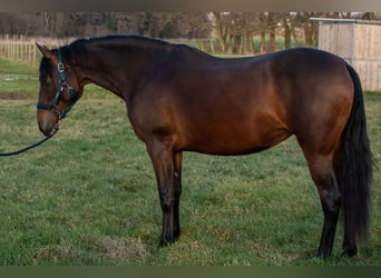 PRE Mix, Klacz, 3 lat, 158 cm, Gniada