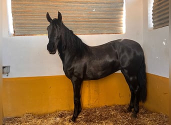 PRE, Klacz, 3 lat, 158 cm