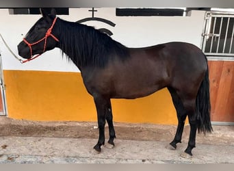 PRE, Klacz, 3 lat, 158 cm