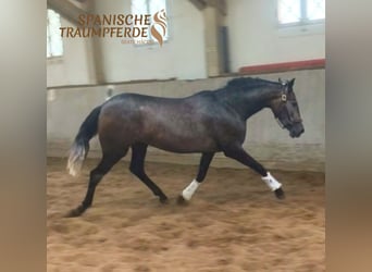 PRE Mix, Klacz, 3 lat, 158 cm, Siwa