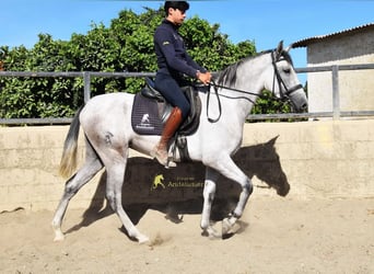 PRE, Klacz, 3 lat, 158 cm, Siwa