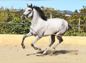 PRE, Klacz, 3 lat, 158 cm, Siwa