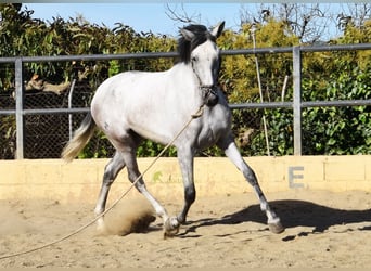 PRE, Klacz, 3 lat, 158 cm, Siwa