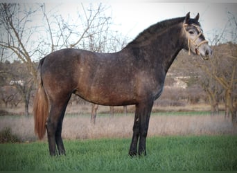PRE Mix, Klacz, 3 lat, 158 cm, Stalowosiwy