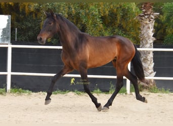 PRE, Klacz, 3 lat, 160 cm, Ciemnogniada