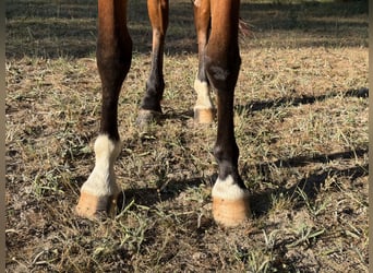 PRE, Klacz, 3 lat, 160 cm, Gniada