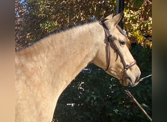 PRE Mix, Klacz, 3 lat, 160 cm, Gniada