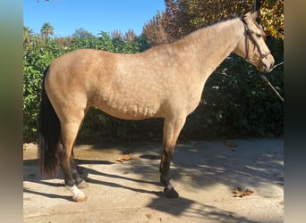 PRE Mix, Klacz, 3 lat, 160 cm, Gniada
