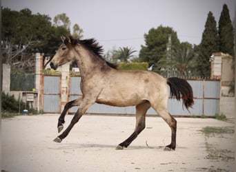 PRE Mix, Klacz, 3 lat, 160 cm, Jelenia