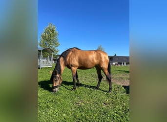 PRE, Klacz, 3 lat, 160 cm, Jelenia