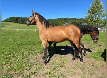 PRE, Klacz, 3 lat, 160 cm, Jelenia