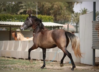 PRE Mix, Klacz, 3 lat, 160 cm, Siwa