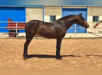 PRE, Klacz, 3 lat, 161 cm, Bułana