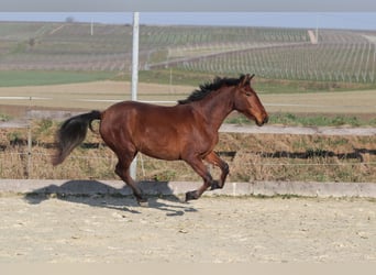 PRE Mix, Klacz, 3 lat, 163 cm, Gniada