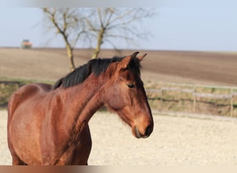 PRE Mix, Klacz, 3 lat, 163 cm, Gniada