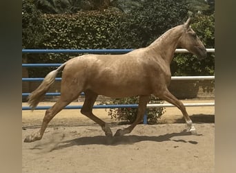 PRE Mix, Klacz, 3 lat, 163 cm, Izabelowata