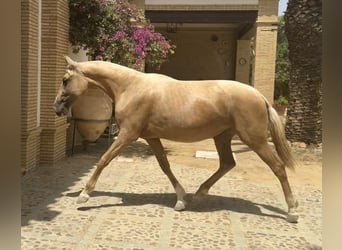 PRE Mix, Klacz, 3 lat, 163 cm, Izabelowata
