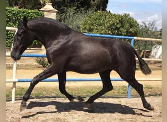 PRE Mix, Klacz, 3 lat, 164 cm, Siwa