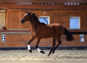 PRE, Klacz, 3 lat, 165 cm, Gniada