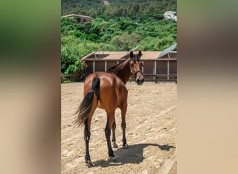 PRE, Klacz, 3 lat, 165 cm, Gniada