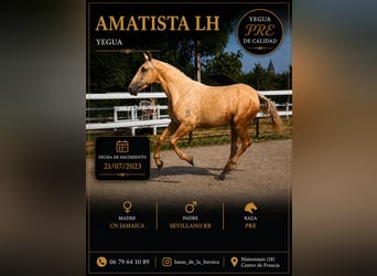 PRE Mix, Klacz, 3 lat, 166 cm, Izabelowata