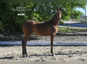 PRE, Klacz, 3 lat, 166 cm, Jasnogniada