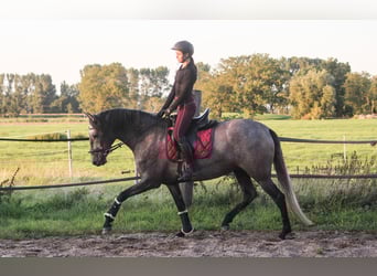 PRE Mix, Klacz, 3 lat, 166 cm, Siwa