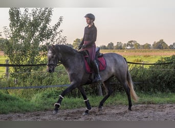 PRE Mix, Klacz, 3 lat, 166 cm, Siwa