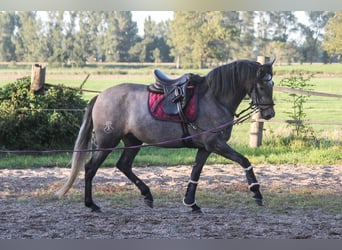 PRE Mix, Klacz, 3 lat, 166 cm, Siwa
