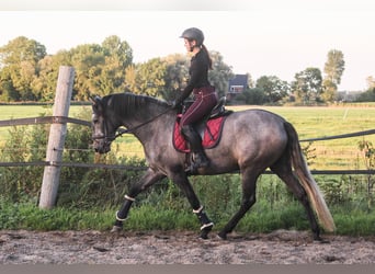 PRE Mix, Klacz, 3 lat, 166 cm, Siwa